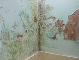 Plaster
